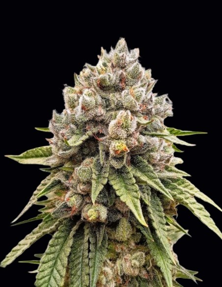 Ice Cream Haze Samen (Dutch Passion) 🍦 XXL-Erträge