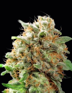 Semi di Mazar (Dutch Passion) 🌿 Leggenda dell'Hashish
