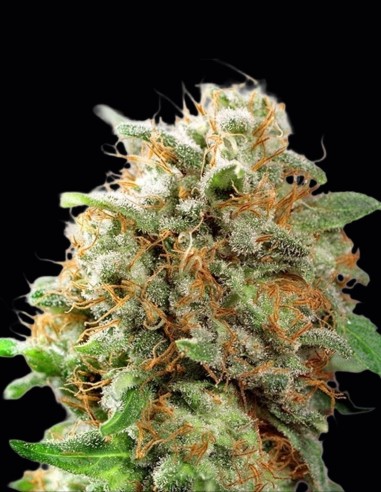 Semi di Mazar (Dutch Passion) 🌿 Leggenda dell'Hashish
