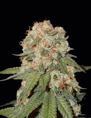 Orange Bud Samen (Dutch Passion) 🍊 Zitrus-Skunk
