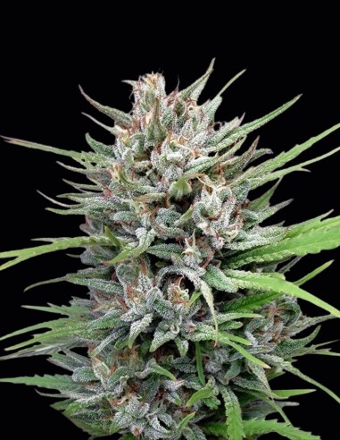 Semillas Passion #1 (Dutch Passion) 🌿 Gigante de Exterior