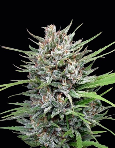 Semillas Passion #1 (Dutch Passion) 🌿 Gigante de Exterior
