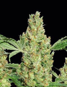 Semillas Power Plant Regular (Dutch Passion) 🌿 Cosechas Masivas