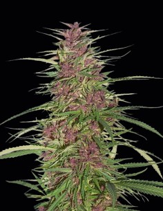 Graines Purple #1 Regular (Dutch Passion) 🌿 Récolte Rapide