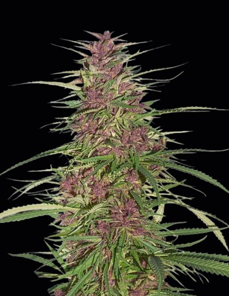 Purple #1 Regular Seeds (Dutch Passion) 🌿 Fast Harvest