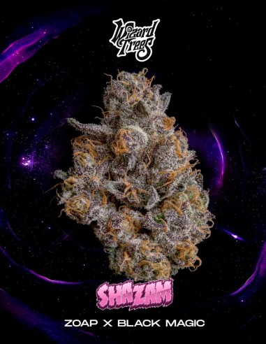 Shazam Seeds (Wizard Trees) 🌿 Heavy Yield