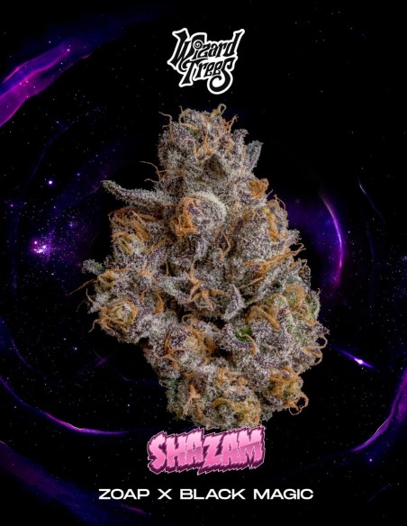 Shazam Seeds (Wizard Trees) 🌿 Heavy Yield