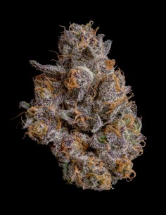 Shazam Seeds (Wizard Trees) 🌿 Heavy Yield 2
