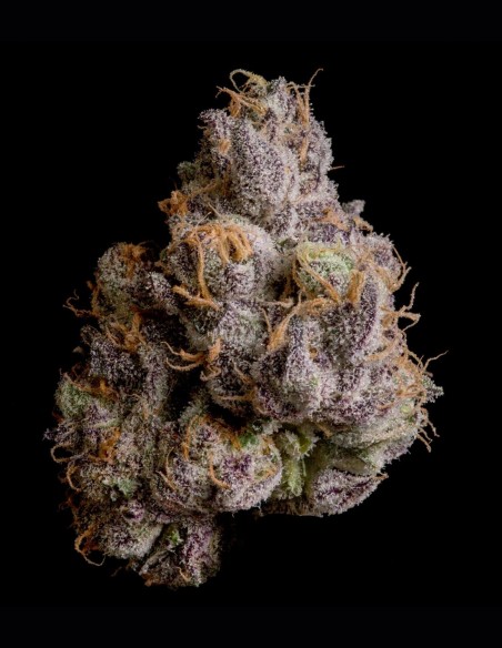 Shazam Seeds (Wizard Trees) 🌿 Heavy Yield