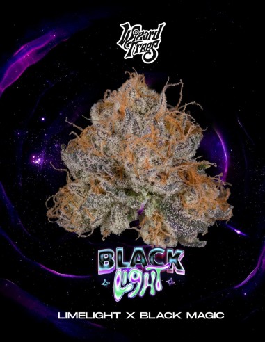 Graines Black Light (Wizard Trees) 🍋 Puissance Agrumes et Gaz