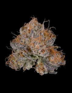 Graines Black Light (Wizard Trees) 🍋 Puissance Agrumes et Gaz 2