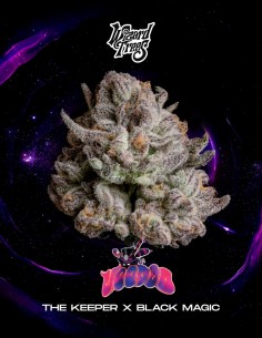Graines Voodoo (Wizard Trees) 🌿 Récoltes Denses et Faciles