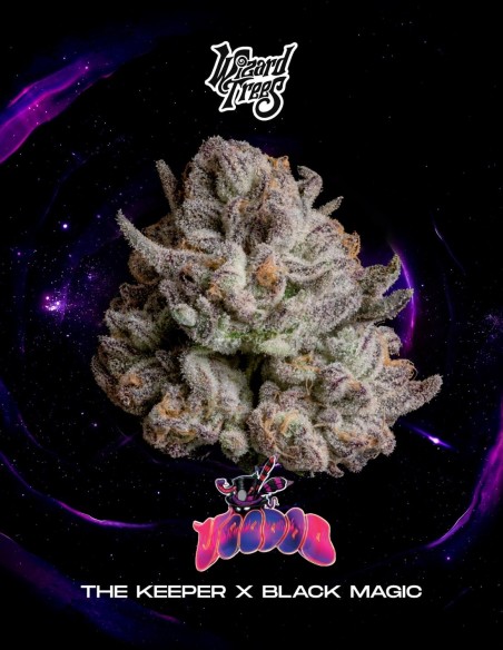 Graines Voodoo (Wizard Trees) 🌿 Récoltes Denses et Faciles