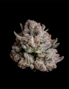 Graines Voodoo (Wizard Trees) 🌿 Récoltes Denses et Faciles 2