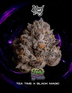 Graines Tea Tree (Wizard Trees) 🍬 Bonbon Exotique