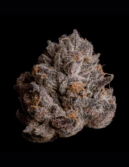 Graines Tea Tree (Wizard Trees) 🍬 Bonbon Exotique