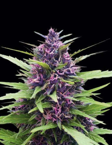 Semillas Shaman Regular (Dutch Passion) 🔮 Sativa púrpura