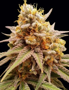 Semillas White Widow Regular (Dutch Passion) 🌿 Alto THC