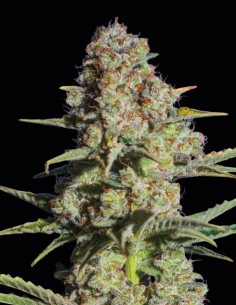 Critikal Samen (Exclusive Seeds) 🌿 Große Ernte