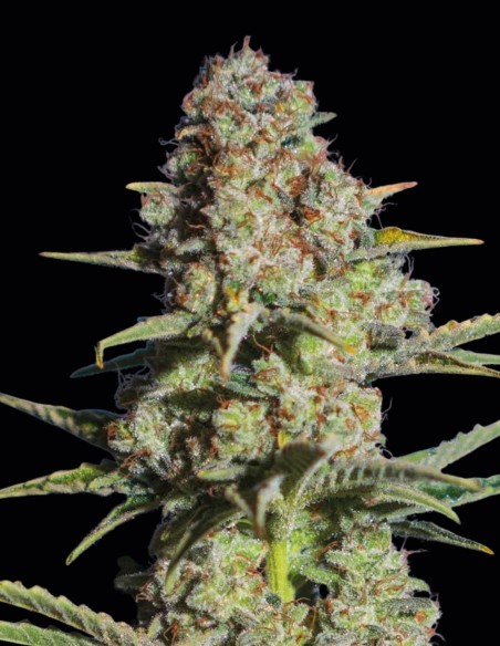 Critikal Samen (Exclusive Seeds) 🌿 Große Ernte