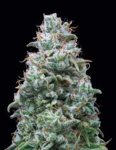 Graines Doble W (Exclusive Seeds) 🌿 Relaxation Douce
