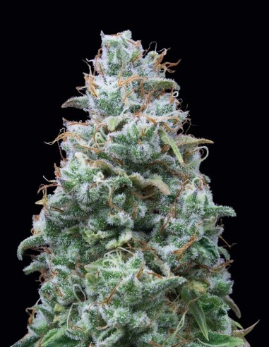 Doble W Seeds (Exclusive Seeds) 🌿 Smooth Relaxing