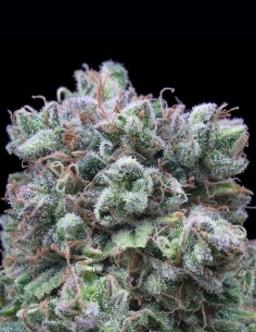Graines Kush Exclusive (Exclusive Seeds) 🔥 Indica Puissante