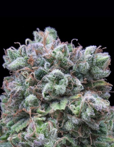 Kush Exclusive Seeds (Exclusive Seeds) 🔥 Heavy Indica