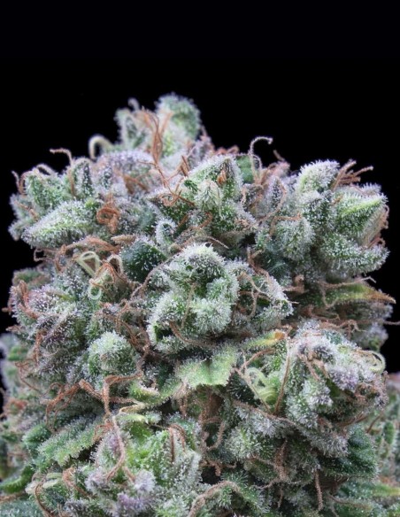 Kush Exclusive Seeds (Exclusive Seeds) 🔥 Heavy Indica