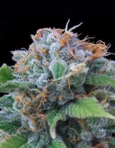 Graines Limon Haze (Exclusive Seeds) 🍋 Puissance Citronnée