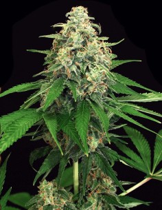 Mango Cream Samen (Exotic Seeds) 🥭 Tropische Indica