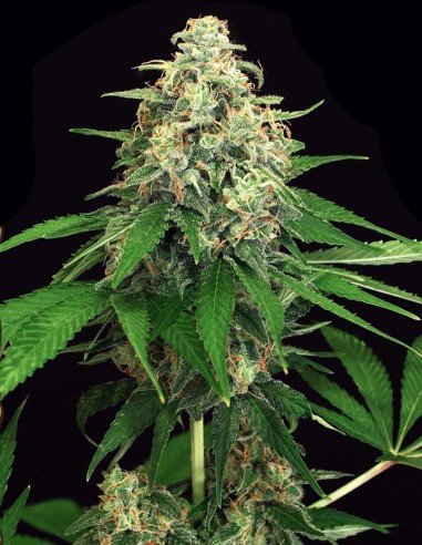 Mango Cream Seeds (Exotic Seeds) 🥭 Tropical Indica