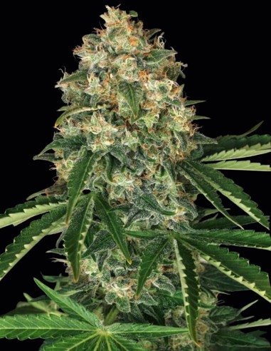 Semillas Mango Cream Regular (Exotic Seeds) 🥭 Tropical Potente