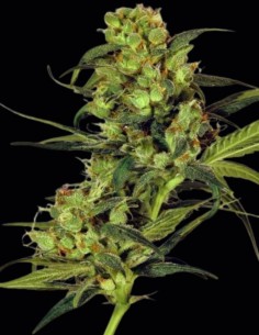 Graines de Spicy Bitch (Exotic Seeds) 🌶️ Une puissante sativa