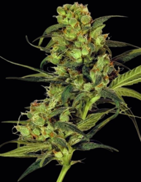 Semillas Spicy Bitch (Exotic Seeds) 🌶️ Potente golpe especiado