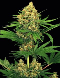 Semillas Tangerine Kush (Exotic Seeds) 🍊 Potencia cítrica