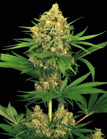 Semillas Tangerine Kush (Exotic Seeds) 🍊 Potencia cítrica