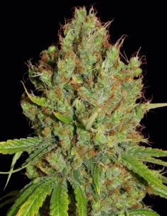 Renaissance Seeds (French Touch Seeds) ⚡ Uplifting Hybrid