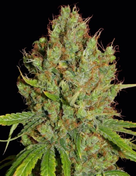 Renaissance Seeds (French Touch Seeds) ⚡ Uplifting Hybrid