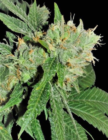 Graines de Barbara Bud (House of the Great Gardener) ⭐ Star