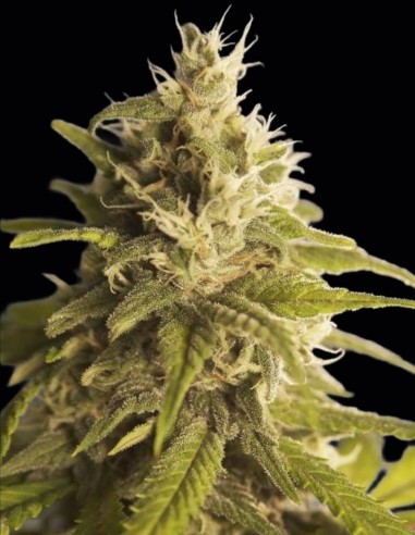 GG 1 Samen (House of the Great Gardener) 🌿 Reine Indica