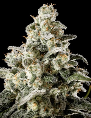 Graines de Melonade-K (Kannabia Seeds) 🍈 Énergie Tropicale