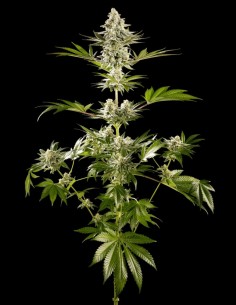 Graines de Melonade-K (Kannabia Seeds) 🍈 Énergie Tropicale 2