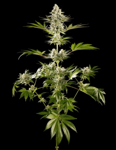 Graines de Melonade-K (Kannabia Seeds) 🍈 Énergie Tropicale