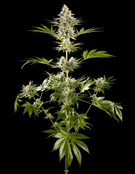 Graines de Melonade-K (Kannabia Seeds) 🍈 Énergie Tropicale