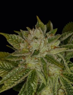 MK Ultra Samen (T.H. Seeds) 🌿 Legendäre Indica 2