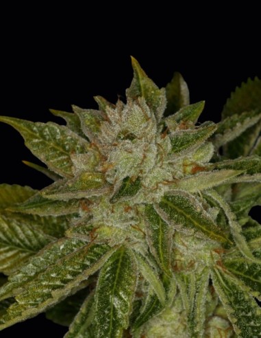 MK Ultra Samen (T.H. Seeds) 🌿 Legendäre Indica