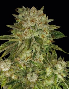 MK Ultra Kush Regular (T.H. Seeds) Semi di Cannabis Regolari