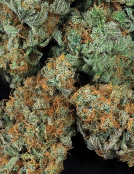 MK Ultra Regular Samen (T.H. Seeds) 🌿 Legendäre Indica