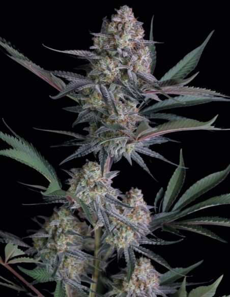 Graines de Lemon Tree Auto (FastBuds) 🍋 Agrumes et THC Élevé